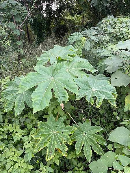 2023 9月卓蘭植物觀察筆記
