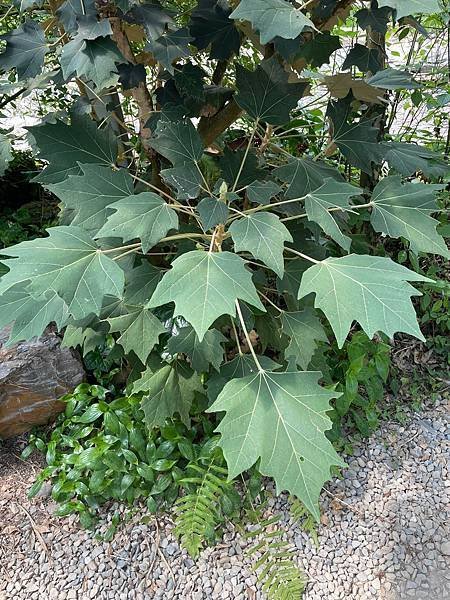 讀書筆記~~通往世界的植物：臺灣高山植物的時空旅史