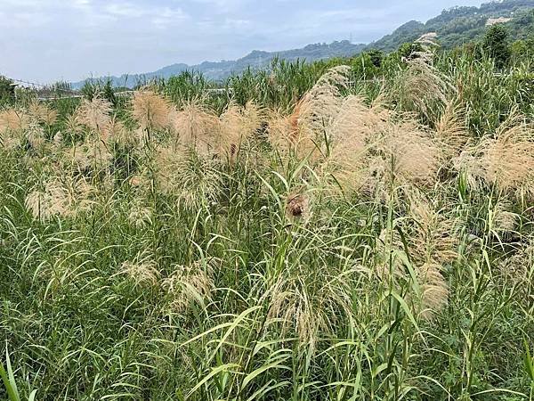 2023 10-11月卓蘭植物觀察筆記