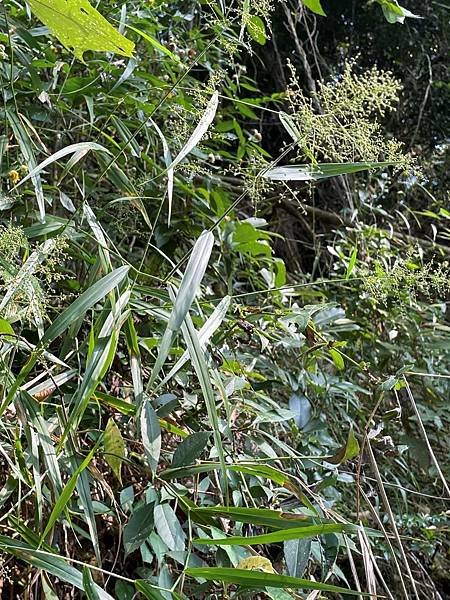 2023 10-11月卓蘭植物觀察筆記