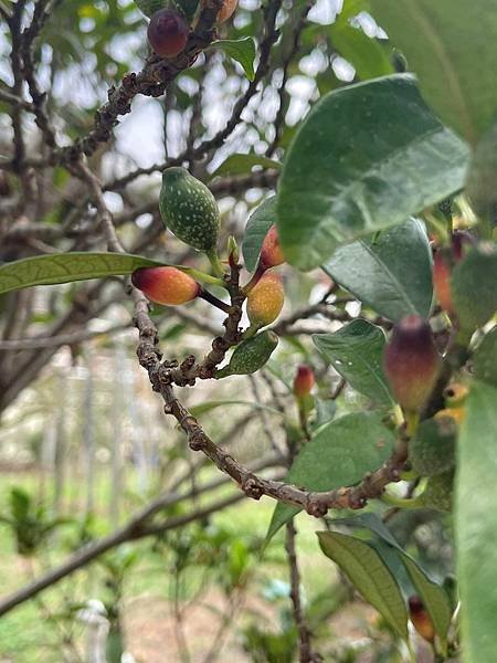 2023 10-11月卓蘭植物觀察筆記