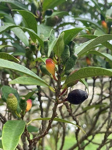 2023 10-11月卓蘭植物觀察筆記