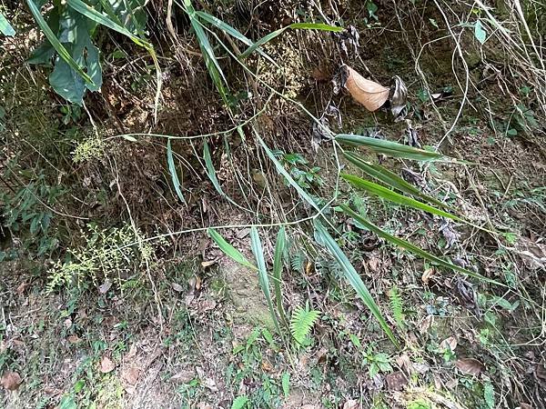 2023 10-11月卓蘭植物觀察筆記