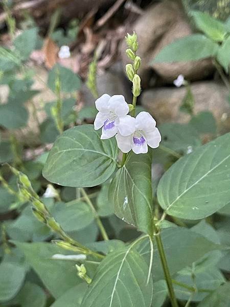 2023 10-11月卓蘭植物觀察筆記