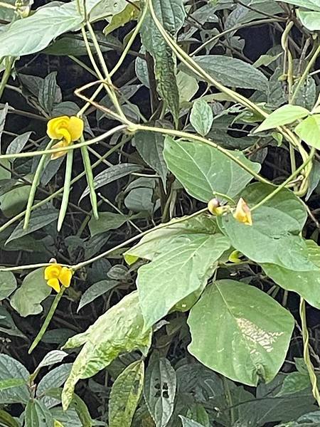 2023 10-11月卓蘭植物觀察筆記
