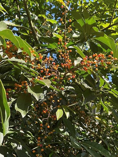 2023 10-11月卓蘭植物觀察筆記