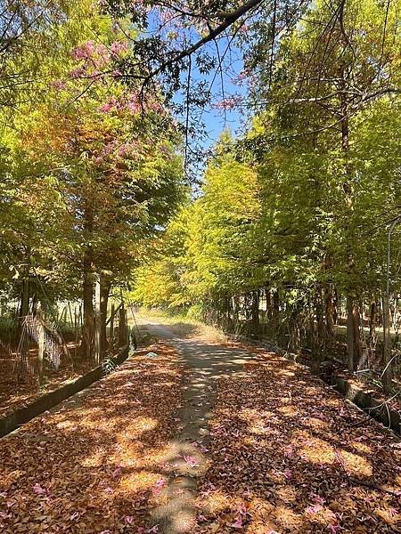 2023 10-11月卓蘭植物觀察筆記