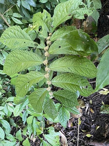2023  12月卓蘭植物觀察筆記