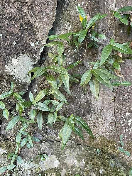 2023  12月卓蘭植物觀察筆記