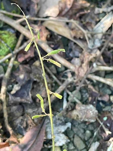 2023  12月卓蘭植物觀察筆記