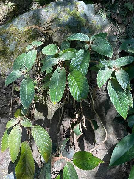 2023  12月卓蘭植物觀察筆記