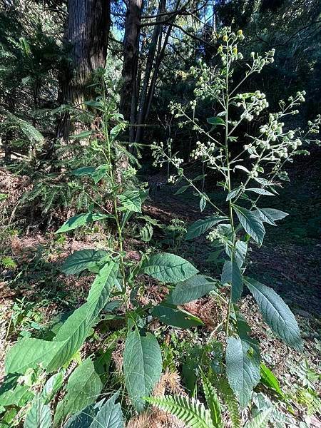 2023  12月卓蘭植物觀察筆記