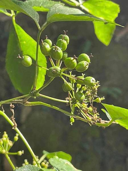 2023  12月卓蘭植物觀察筆記