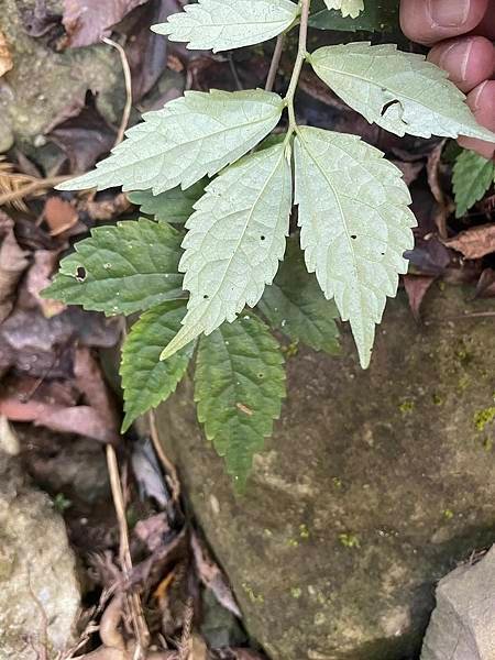 2023  12月卓蘭植物觀察筆記