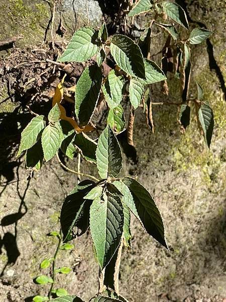 2023  12月卓蘭植物觀察筆記