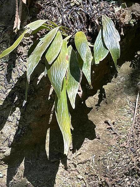 2023  12月卓蘭植物觀察筆記