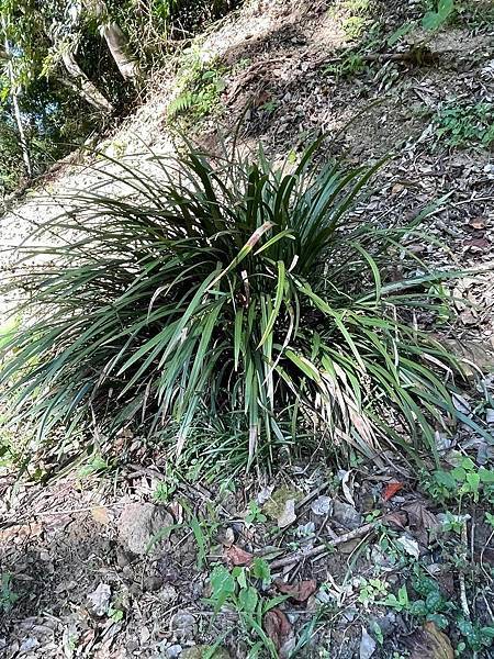 2023  12月卓蘭植物觀察筆記
