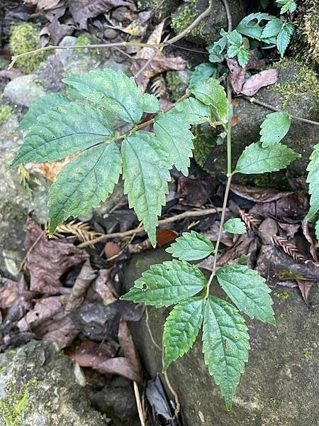 2023  12月卓蘭植物觀察筆記