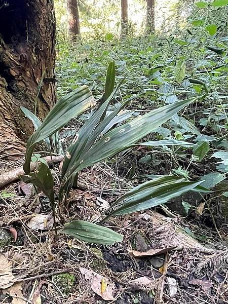 2023  12月卓蘭植物觀察筆記