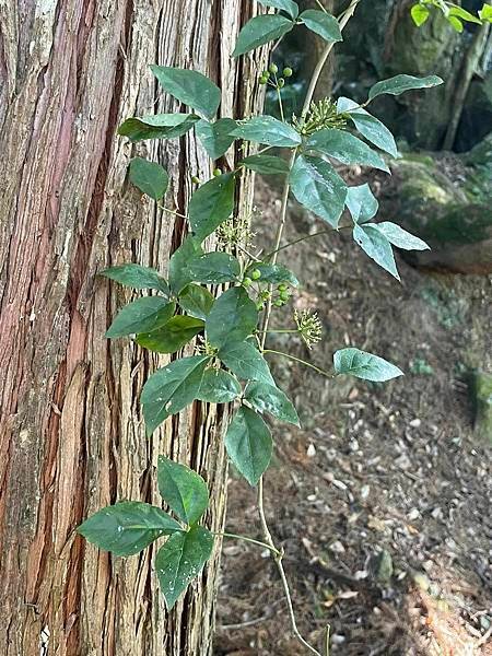 2023  12月卓蘭植物觀察筆記