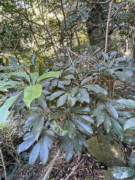 2023  12月卓蘭植物觀察筆記