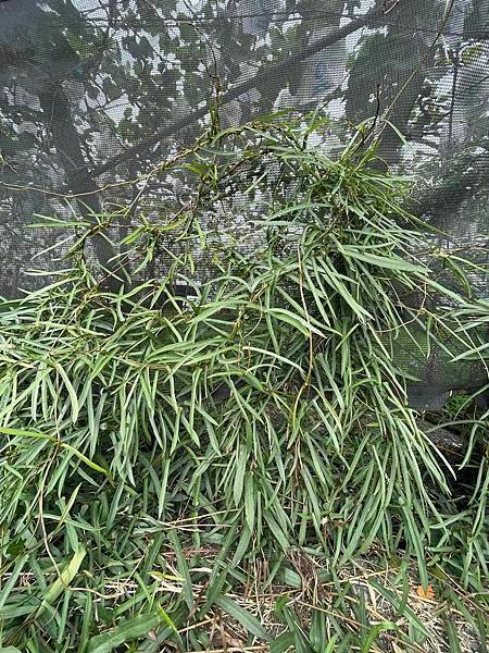 2023  12月卓蘭植物觀察筆記