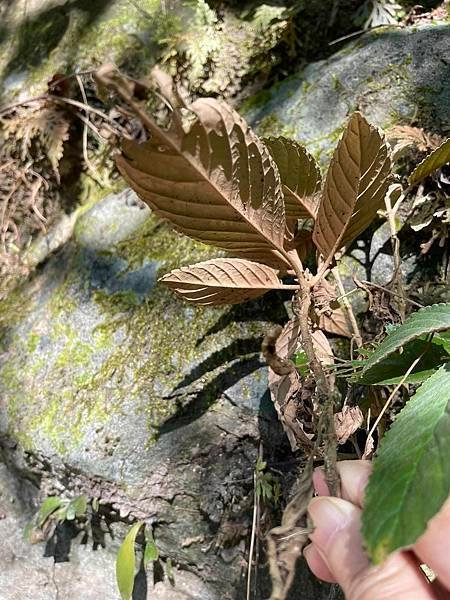 2023  12月卓蘭植物觀察筆記