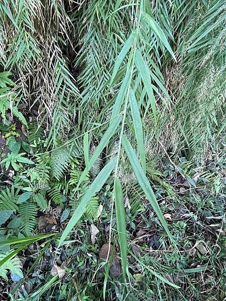 2023  12月卓蘭植物觀察筆記