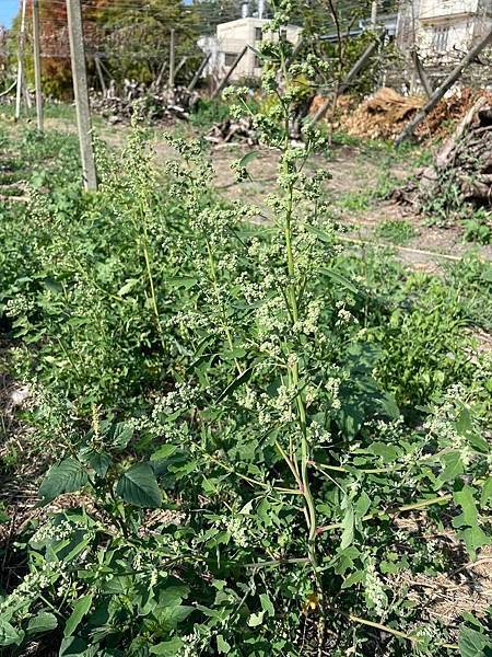 2023  12月卓蘭植物觀察筆記