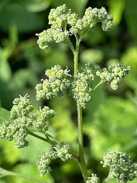 2023  12月卓蘭植物觀察筆記
