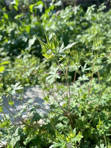 2023  12月卓蘭植物觀察筆記
