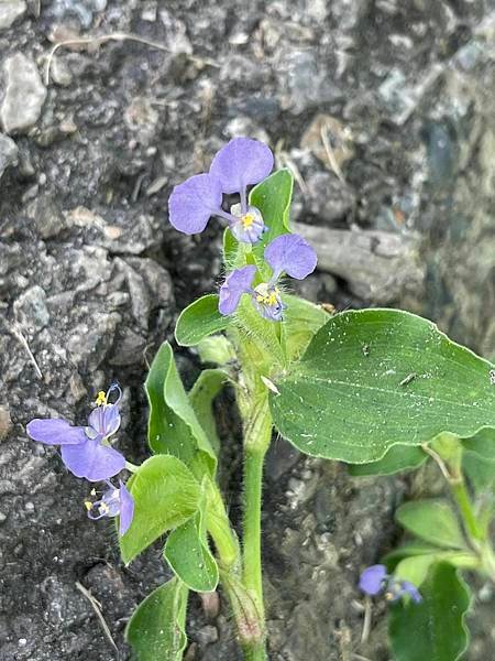 2023  12月卓蘭植物觀察筆記