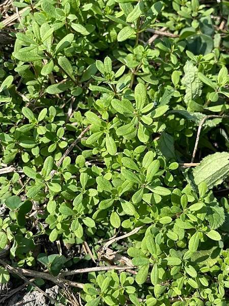 2023  12月卓蘭植物觀察筆記