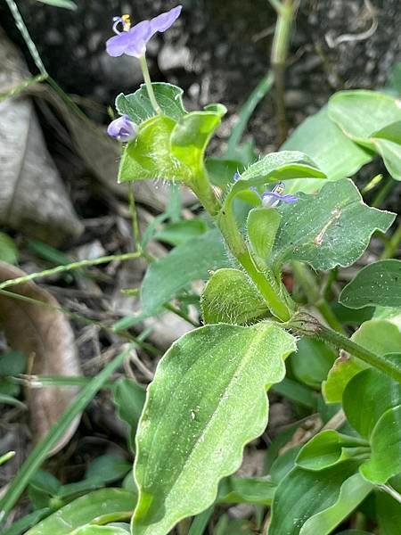 2023  12月卓蘭植物觀察筆記