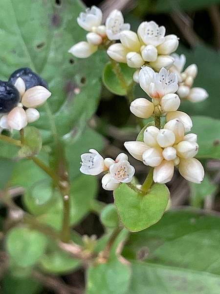 2023  12月卓蘭植物觀察筆記