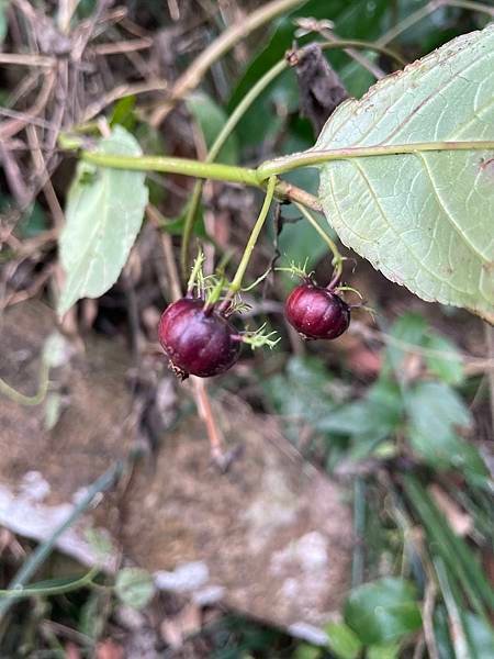 2023  12月卓蘭植物觀察筆記