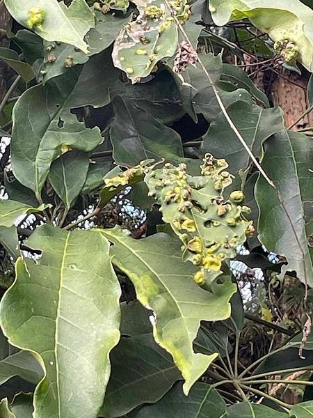2023  12月卓蘭植物觀察筆記