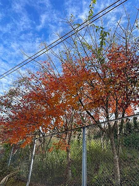 2023  12月卓蘭植物觀察筆記