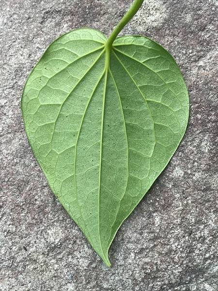 2023  12月卓蘭植物觀察筆記