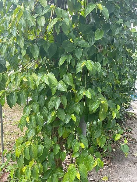 2023  12月卓蘭植物觀察筆記