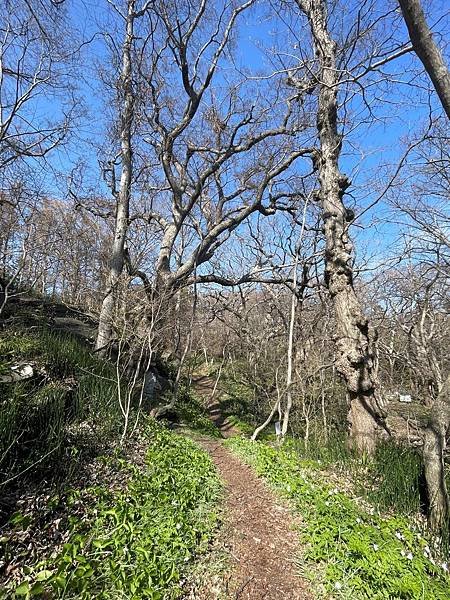 北海道初春的山野草