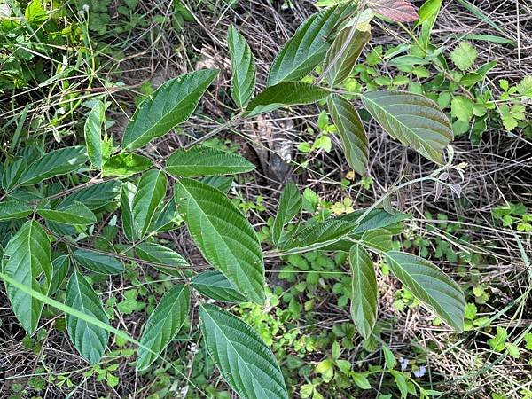 為了獨腳金快閃大肚山