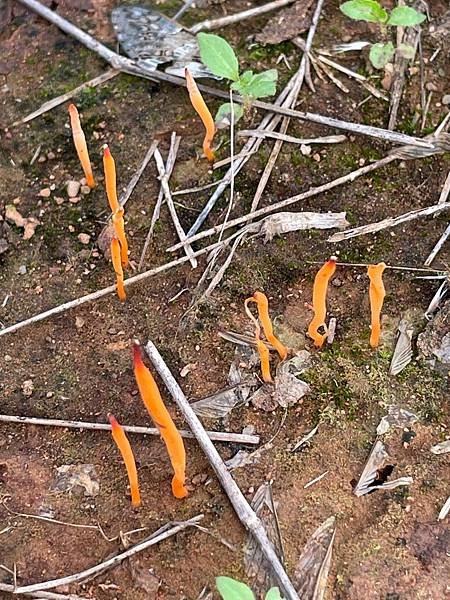 為了獨腳金快閃大肚山