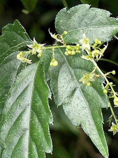 植物教室~船型山林道