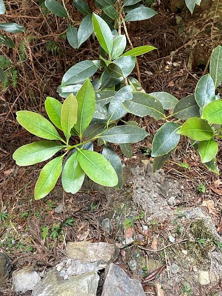 植物教室~船型山林道