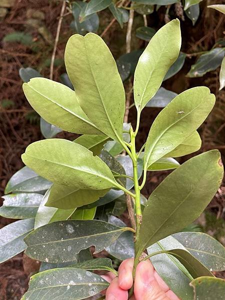 植物教室~船型山林道