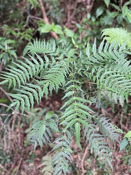 植物教室~船型山林道