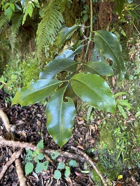 植物教室~船型山林道