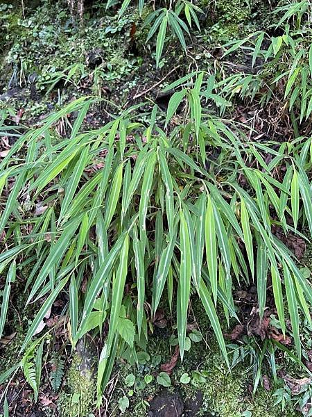 植物教室~船型山林道