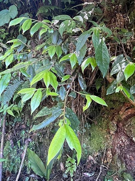 植物教室~船型山林道